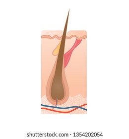 Healthy hair bulb, hair growth icon, medical vector illustration