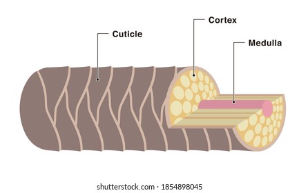 Healthy hair cross section. Cuticle, cortex, medulla. Pale colored illustration.