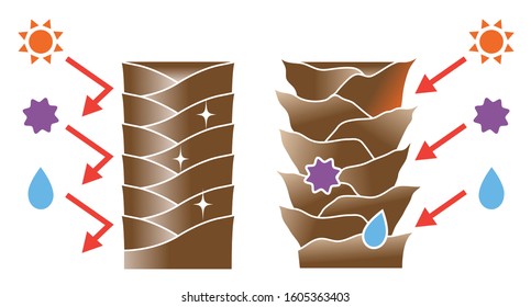 healthy hair cuticles and damaged hair cuticles illustration. hair care and beauty concept