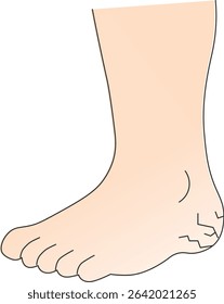 Healthy Heel and Foot Illustration Skincare  Foot Care Concept