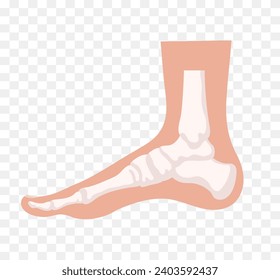 Healthy human foot. Vector illustration isolated on transparent background.