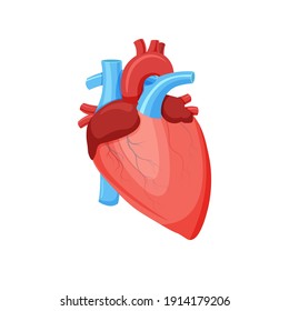 Healthy Human Heart Anatomy. Internal Organ. Cardiology Concept. Vector Illustration In Trendy Flat Style Isolated On White Background.