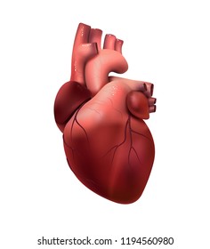 Healthy Human Heart Isolated On White. Health And Medicine, Organ, Muscle, The Main Organ Of Man, Love, Life. 3D Illustration. Vector EPS10