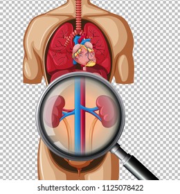 Healthy Human Kidney on Transparent Background illustration