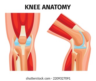 Healthy human knee joints anatomy front and side views realistic set isolated vector illustration