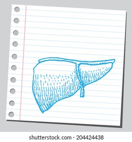 Healthy human liver