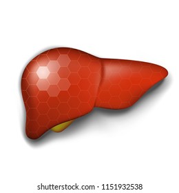 Healthy human liver with hexagonal protection, medical vector concept