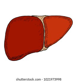 Healthy human liver, illustration sketch ink hand drawn, isolated on white background, anatomy of internal organs. 