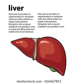 Healthy human liver, vector illustration sketch drawn by hand, isolated on a white background