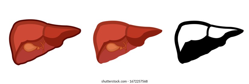 Gesunde menschliche Leber. Alles. Set. Farbbild und einfarbiges Symbol. Eine Reihe von Illustrationen über die inneren Organe. Vektorillustration einzeln auf weißem Hintergrund.