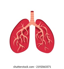 Healthy human lungs and trachea in the section. Anatomy.