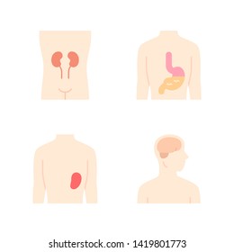 Healthy human organs flat design long shadow color icons set. Kidney and spleen in good health. Functioning stomach. Wholesome brain. Internal body parts in good shape. Vector silhouette illustrations