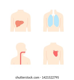 Healthy human organs flat design long shadow color icons set. Liver and lungs in good health. Functioning heart. Wholesome throat. Internal body parts in good shape. Vector silhouette illustrations