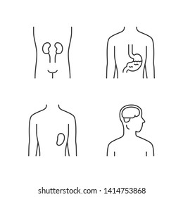 Healthy human organs linear icons set. Kidney and spleen in good health. Functioning stomach. Thin line contour symbols. Isolated vector outline illustrations. Editable stroke