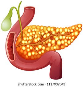 A healthy Human Pancreas illustration