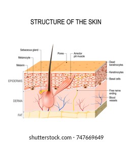 Healthy Human Skin. Hair Follicle, Cell Structure And Layers. Vector Illustration For Your Design And Medical Use. Human Anatomy.