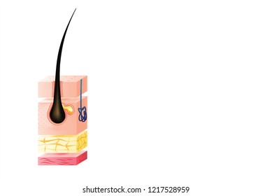 Healthy human skin layer with pores, and muscle tissue medical use, vector illustration