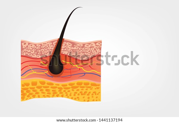 Healthy Human Skin Layer Pores Muscle Stock Vector (Royalty Free ...