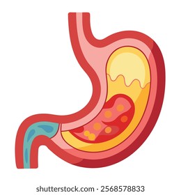 Healthy Human Stomach Full of Gastric Acid – Cut Vector Illustration