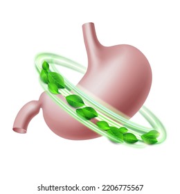 Gesunder menschlicher Magen in grünem Schutzkreis. Konzept der Gesundheitsversorgung. Vektorgrafik einzeln auf weißem Hintergrund