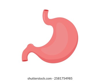 Healthy human stomach. Internal organ, anatomy illustration