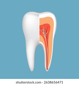 Healthy human tooth in section schematic close-up. Vector illustration.
