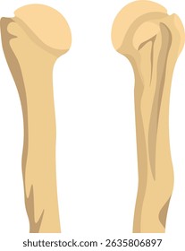 osso úmero saudável sem patologia subjacente