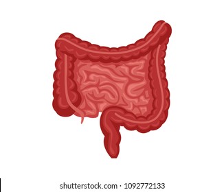 Healthy Intestines Internal Human Organ Illustration Stock Vector ...