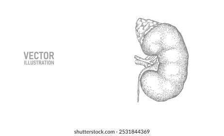 Healthy kidney internal organ ink drawing. Urology system medicine disease treatment. Future science technology hand drawn vector illustration