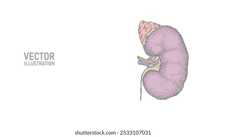 Healthy kidney internal organ ink drawing. Urology system medicine disease treatment. Future science technology hand drawn vector illustration