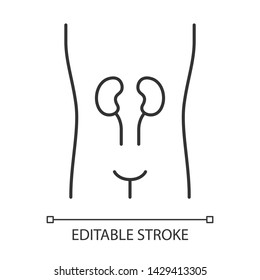 Healthy kidneys linear icon. Human organ in good health. Wholesome urinary system. Thin line illustration. Contour symbol. Vector isolated outline drawing. Editable stroke
