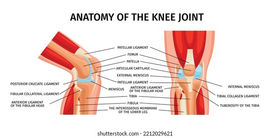 Healthy knee joint anatomy front and side view diagram realistic infographics with labelled parts vector illustration