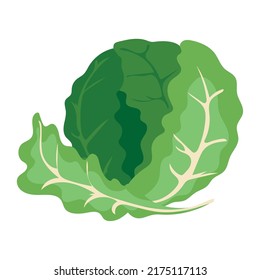 healthy lettuce design over white