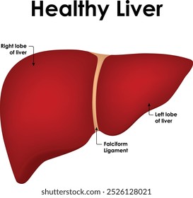 Healthy Liver Anatomy Right Lobe of Liver Left Lobe of Liver Falciform Ligament Vector Illustration
