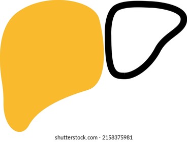 Healthy liver, illustration, vector on a white background.
