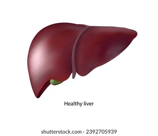 Healthy liver. Isolated vector illustration