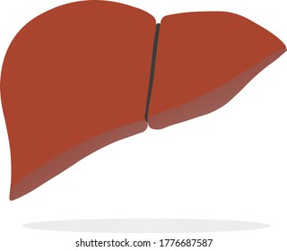 healthy liver on a white background 