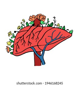 Healthy liver organ flat design. Vector hepatic system organ, digestive gallbladder organ. Human liver for medical drugs, pharmacy and education design.