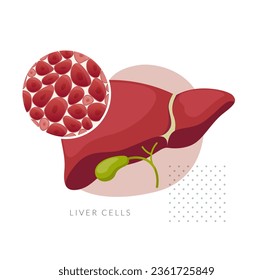 Healthy Liver - Stock Illustration as EPS 10 File