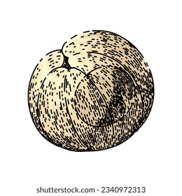 healthy longan fruit hand drawn. organic ripe, fresh nature, plant tropical healthy longan fruit vector sketch. isolated color illustration