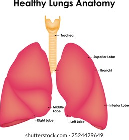 Anatomia Pulmonar Saudável Traqueia Lóbulo Superior Tumor De Brônquio Lóbulo Inferior Lóbulo Médio