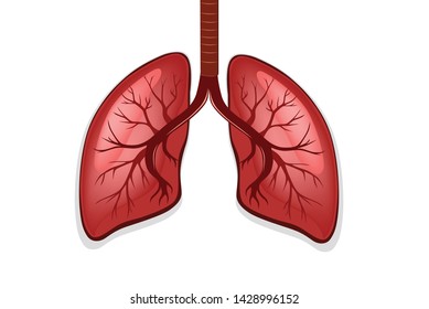 Healthy Lung Organ On White Background Stock Vector (Royalty Free ...