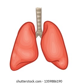 Healthy Lung Vector Illustration. Anatomical Drawing.
