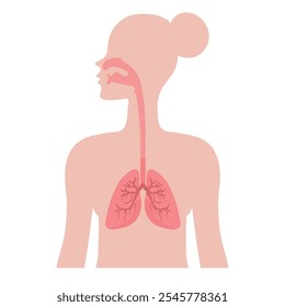 Healthy lungs in human anatomy illustration 