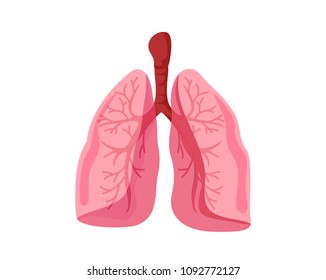 Healthy Lungs Internal Human Organ Illustration