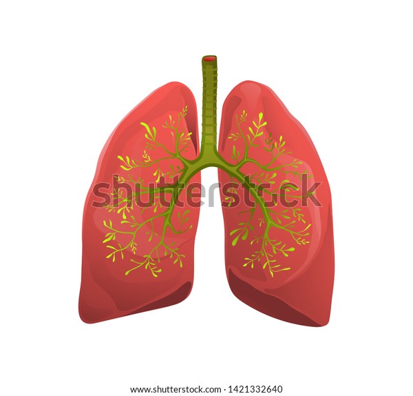 健康な肺は 平らなベクターイラストを比喩する 人間の臓器の抽象的イラスト に植物を育てる ブロンチの緑はクリップアートを残す 呼吸器系の保護 健康的なライフスタイルが生まれる のベクター画像素材 ロイヤリティフリー