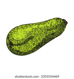 healthy marrow vegetable hand drawn. fresh vegetarian, vegan nature, plant harvest healthy marrow vegetable vector sketch. isolated color illustration