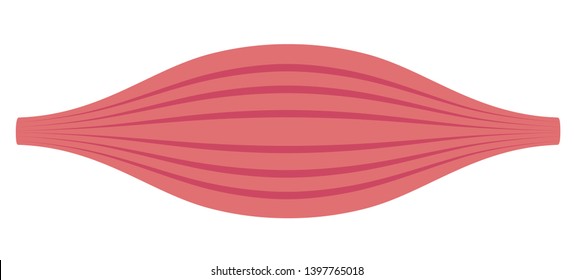 Healthy muscle flat illustration . section of muscle.