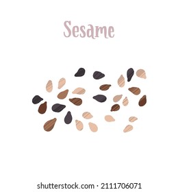 Healthy nutrition product. Different types of sesame seeds. Vector hand drawn flat isolated illustration with dry brush texture and lettering for your design.