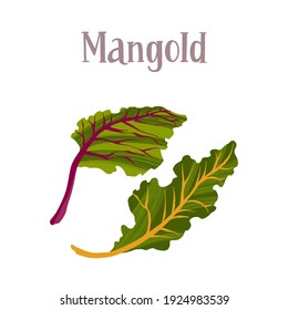 Healthy nutrition product. Fresh tasty mangold salad. Vector hand drawn flat isolated illustration with lettering for your design on white background.